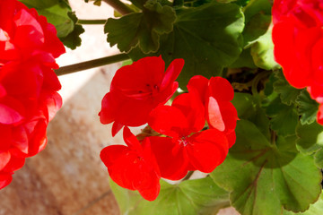Scarlet geranium flowers in spring.