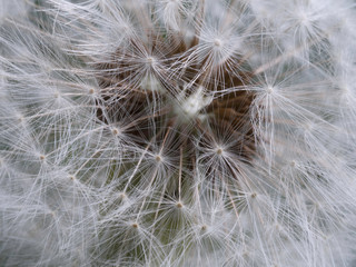 dandelion in close up