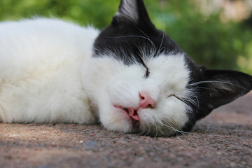 Black and white cat sleeping on the pavement on a green background, with his tongue hanging out pink. Cute picture with animals.