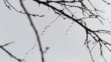 flock of geese flying in the spring gray sky