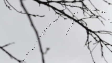 flock of geese flying in the spring gray sky