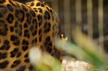 アムールヒョウ