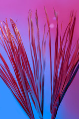 Tropical branch dry pink blue purple red leaves background coral abstract palm grass weed grassy plastic ultra violet sun shadow