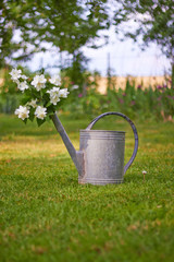 Bouquet of jasmine in a metal watering can against the background of grass in spring. Vintage garden tools rusty tin watering can for watering flowers.
