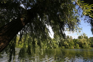 reflection of trees in the water