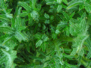 background and texture prickly shaggy plant. macro...