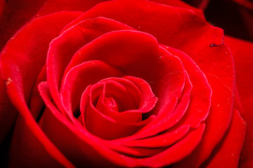 luxurious red rose