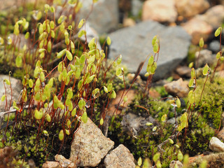 Moss and micro plants in the dew among the stones. macro. copy space. concept of living in spite of difficulties...