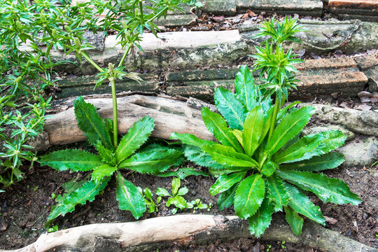 Culantro (Apiaceae). Culantro vegetable leaves plants background. Sawtooth coriander