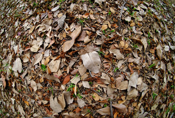 closeup autumn leaf on the ground