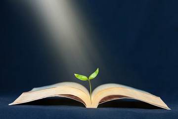 Plant grows to the sunbeam from the book