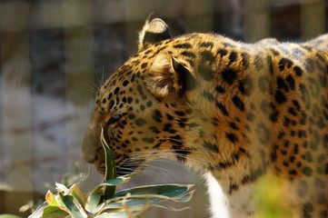 アムールヒョウ