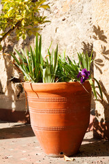 Favorite sunny garden. Iris plant in a large pot.