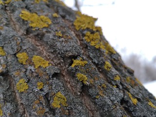 Yellow moss on a tree in early spring closeup in the North of Russia