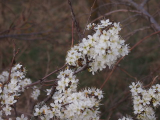 albero dai fiori bianchi, fiori bianchi