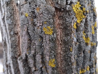 Yellow moss on a tree in early spring closeup in the North of Russia