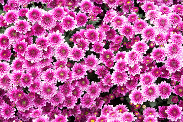 Purple flowers background. Chrysanthemum morifolium Ramat flowers in the garden