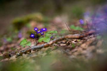 Spring bloom wallpaper. Group of wild flowers in forest on glade glow in sun on yellow and golden background macro. Spring border template floral background. Gentle air amazing magic artistic image.