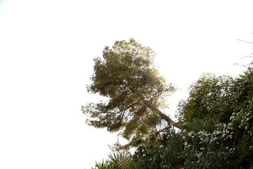 Lonely pine tree against a white sunny sky.