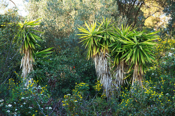 Palm tree in a green dense garden. Spring walks.