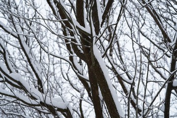 Snow covered trees and branches/ Winter postcard, selective focus