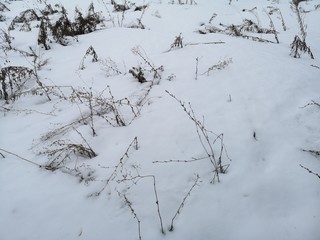 Bushes in winter in the snow. Russian winter landscape closeup