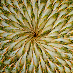 pollen of palm closeup