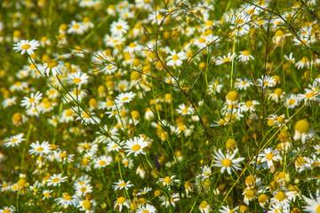 Field of daisies. Field of white chamomile flowers