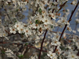 albero dai fiori bianchi, fiori bianchi