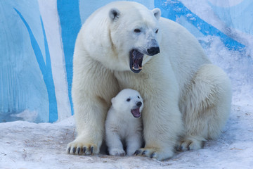 Polar bear with cub on snow.  Polar bear mom teaches the kid to growl.