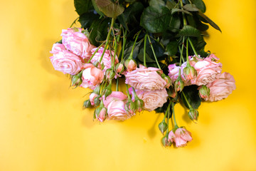flat lay of pink roses isolated on yellow background/ floral wallpaper background