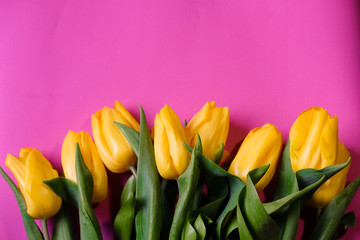 flat lay of bright yellow tulips isolated on bright pink background/ floral wallpaper
