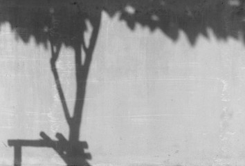 shadow of tree on a white wall