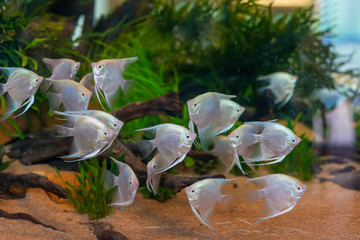 Platinum angelfish group or science name Pterophyllum scalare swimming in beautiful aquatic plant...