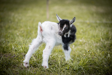 Cute white and brown goat portrait on pasture, countryside farming, beautiful hairy farm beast with bell 