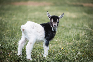 Cute white and brown goat portrait on pasture, countryside farming, beautiful hairy farm beast with bell 