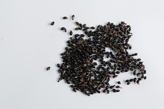 Bienenbaum