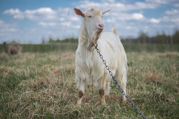 Obraz premium Cute white and brown goat portrait on pasture, countryside farming, beautiful hairy farm beast with bell 