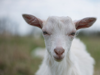 Cute white and brown goat portrait on pasture, countryside farming, beautiful hairy farm beast with bell 
