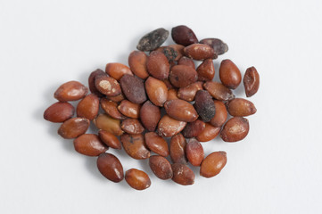 Judasbaum