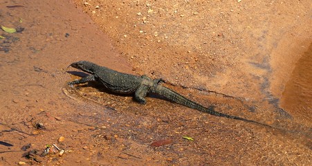 water monitor 