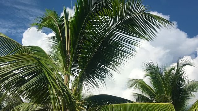 Tropical tourism inspiration background. Cloudy sky with moving high palmtree leaves at windy sunny weather. Tranquil summertime vacation scene, greenery life. Peaceful America, California beach