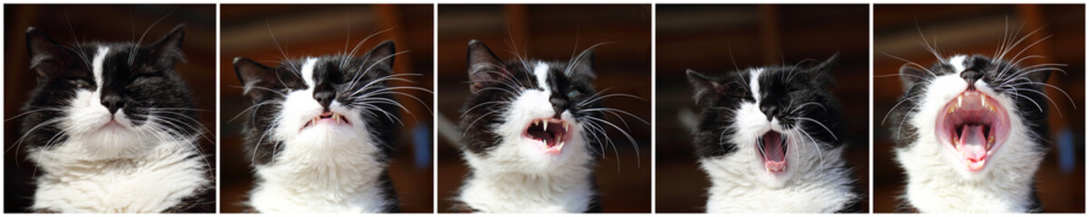Portrait yawning cat