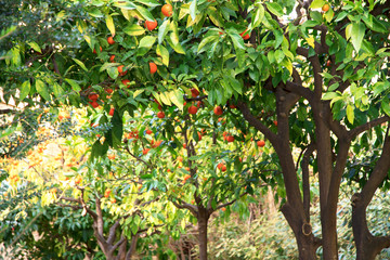 Orange trees garden. Flora of Spain. 