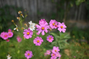 purple flower field close up