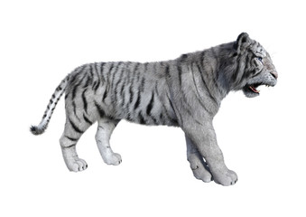 3D Rendering White Tiger on White