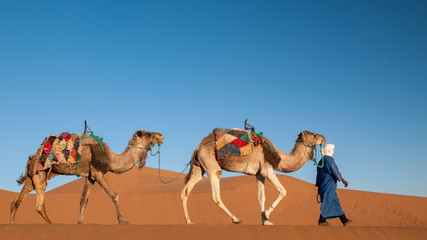 Dromedary caravan walking in Sahara desert