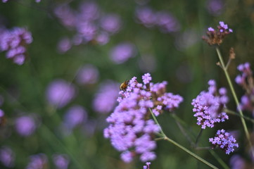 Fototapeta premium purple flower field close up