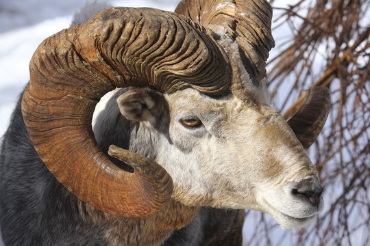 Argali 이미지 – 찾아보기 892 스톡 사진, 벡터 및 비디오 | Adobe Stock