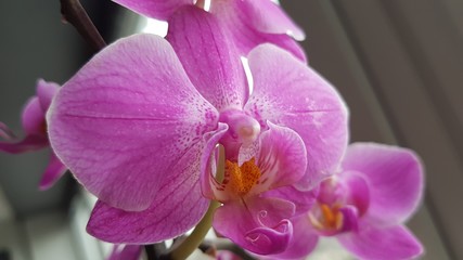 Orchidée